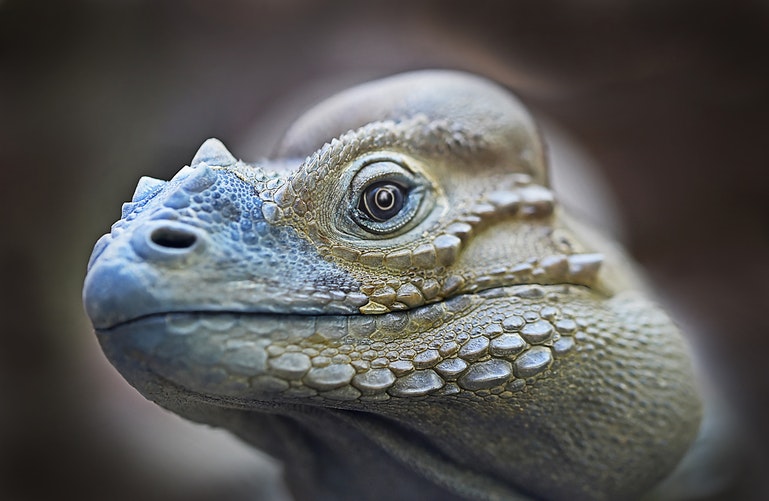 Iguana3